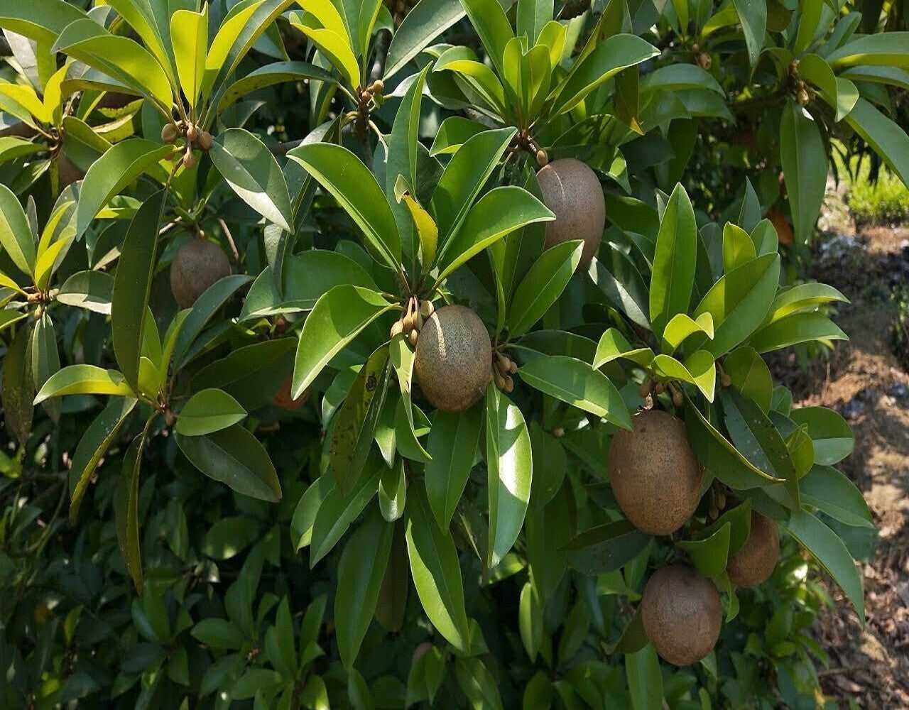 Seeds Chiku Plant