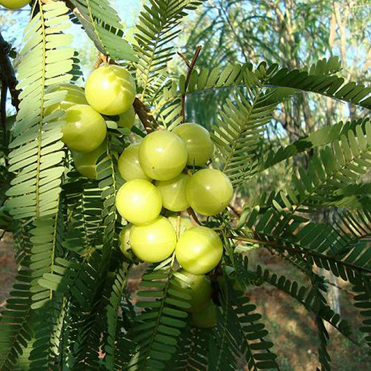 Seeds Phylllanthus Acidus Plants