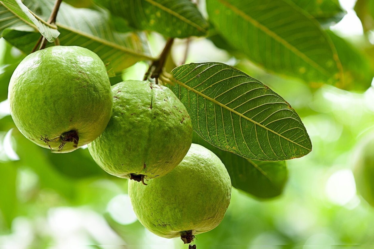 Seeds Hybrid Green Guava Plant