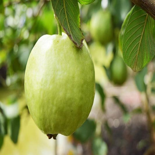 Seeds Guava Plant