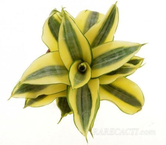 Seeds Snake Plant
