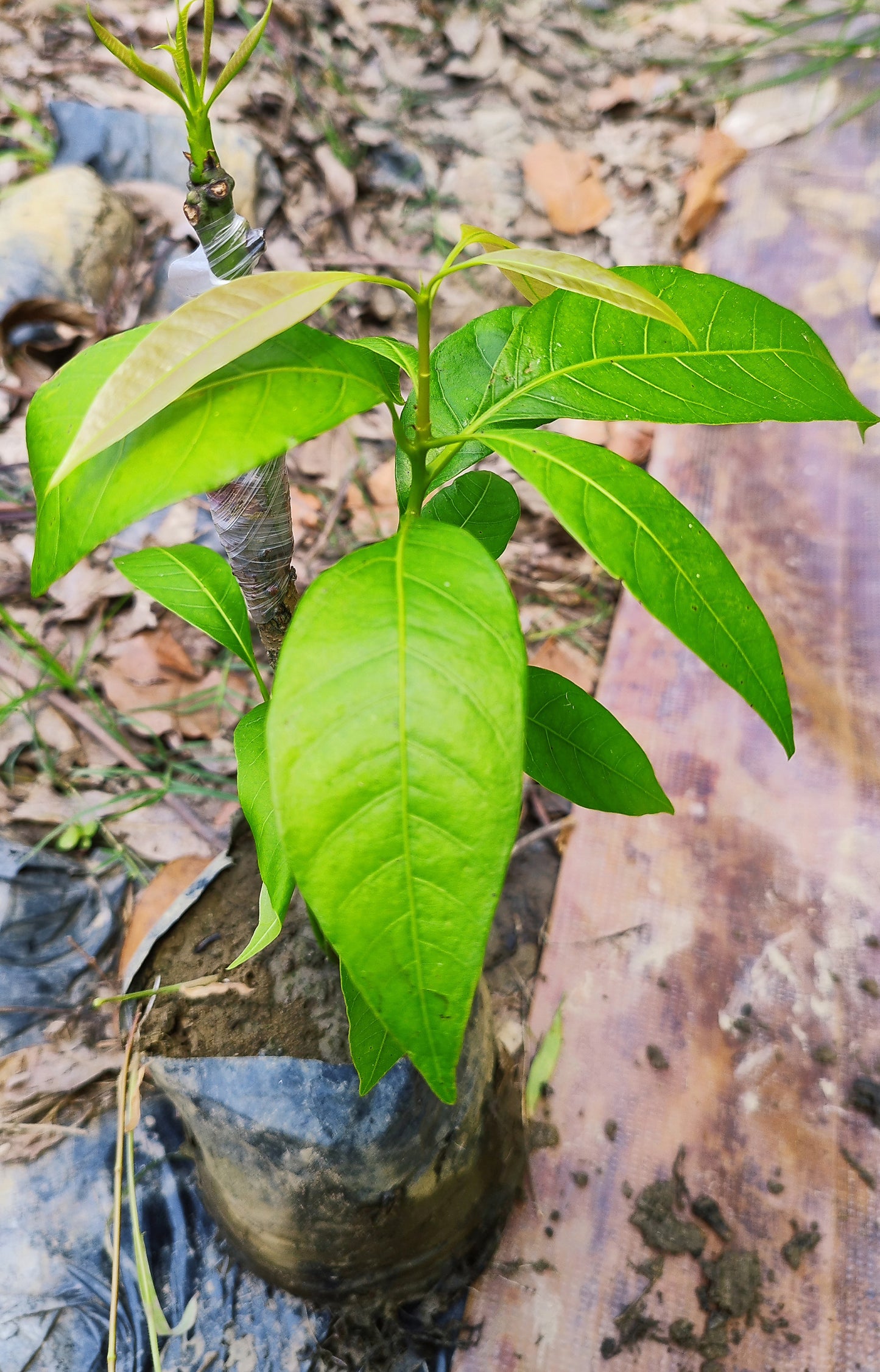 Seeds Amrapali Red