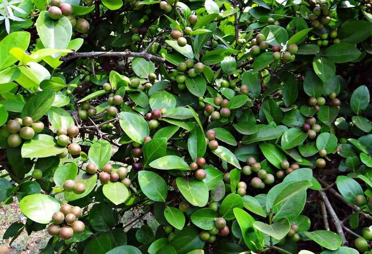 Seeds Karonda Plant