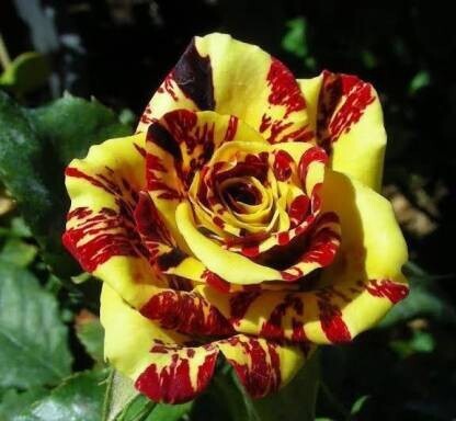 Seeds Rose Live Plant with Pot