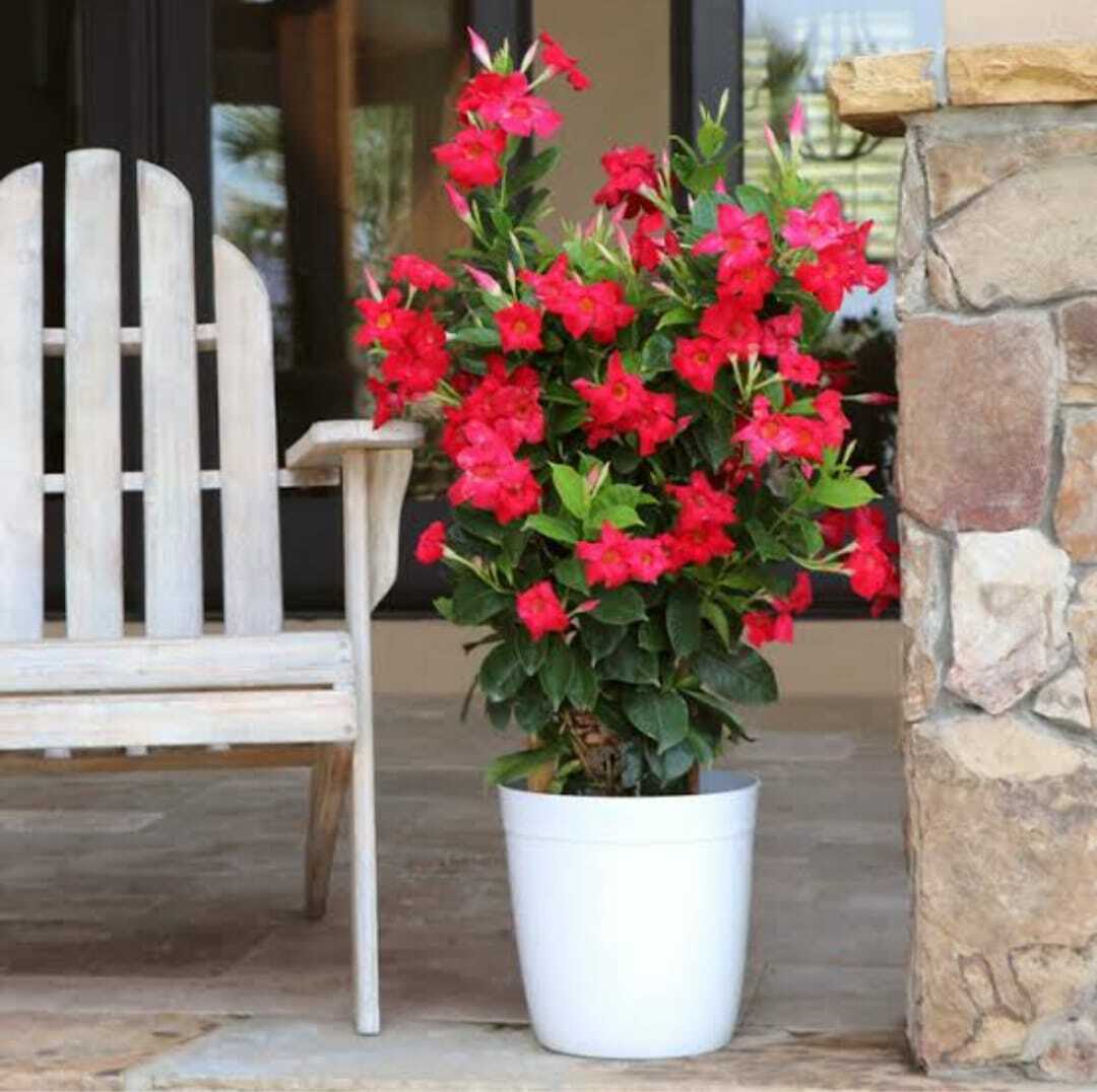 Seeds Red Mandevilla Flower