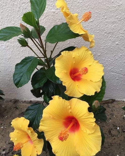 Seeds Hibiscus