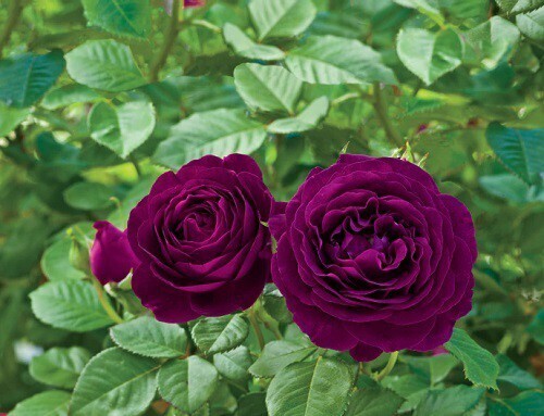 Seeds Unique Red Rose Plant