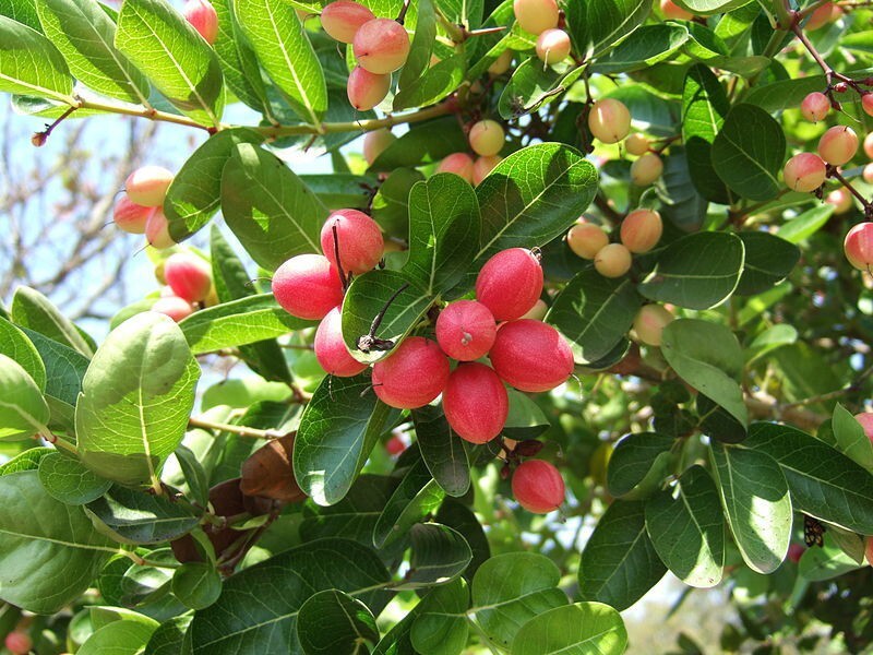 Seeds Karunda Plant/Karmocha Plant