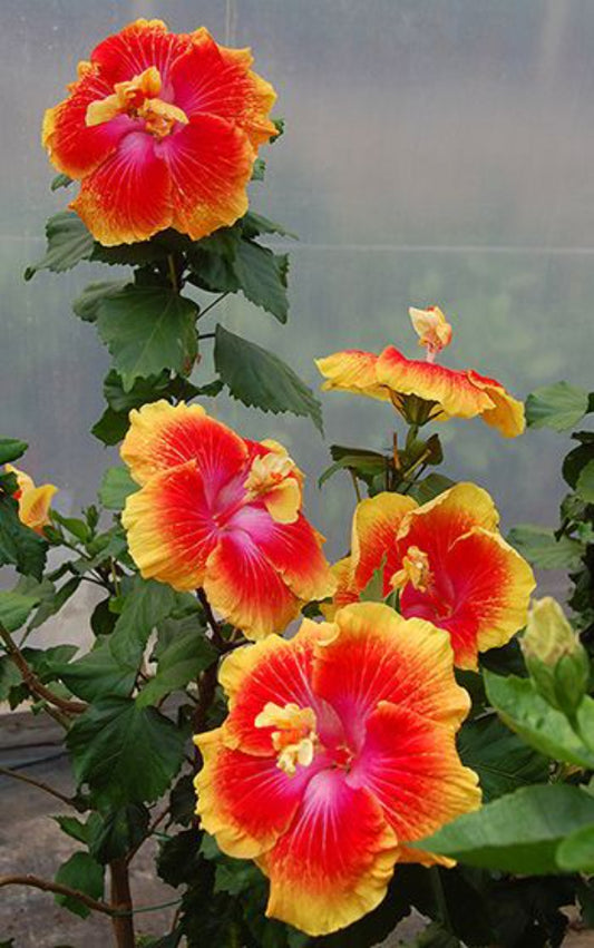 Seeds Hibiscus