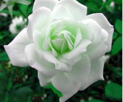 Seeds Rose Plant