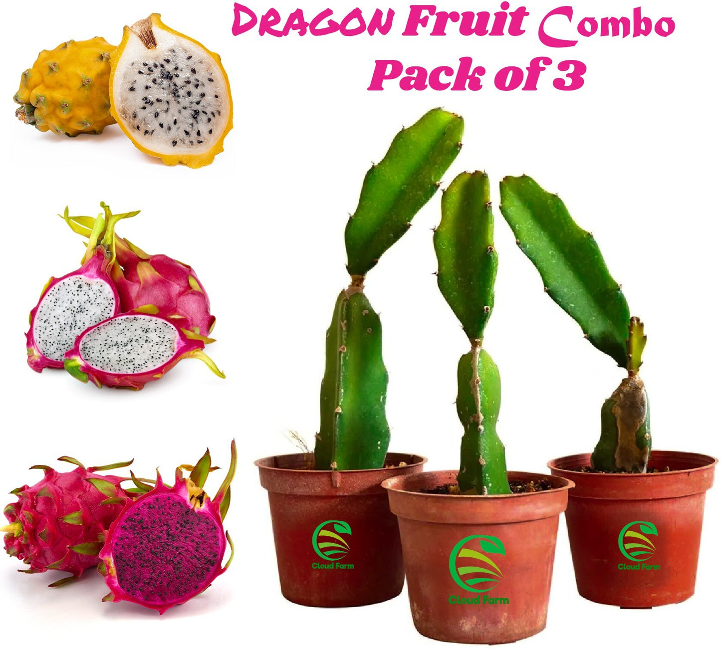 Seeds Healthy Dragon Live Plant