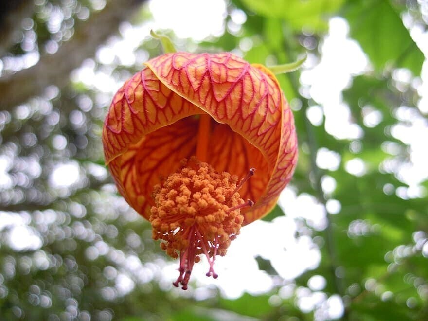 Seeds Hibiscus