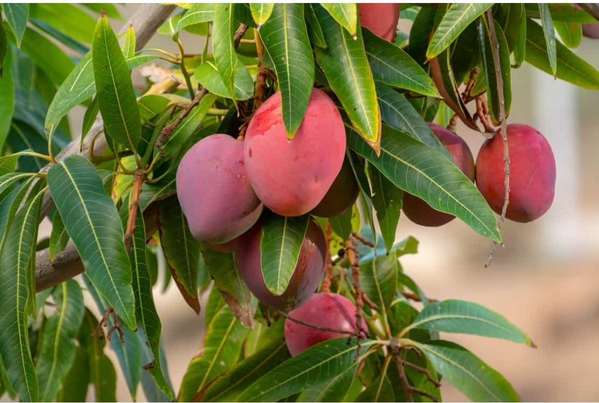 Seeds Mango Japanese Variety