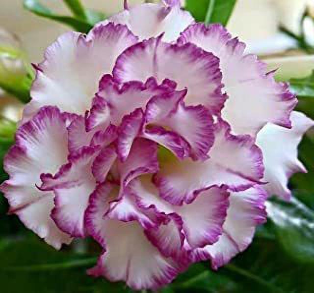 Seeds Adenium Plante