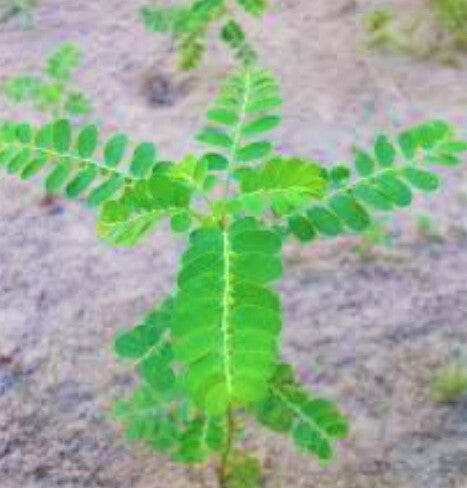 Seeds Amla Plant