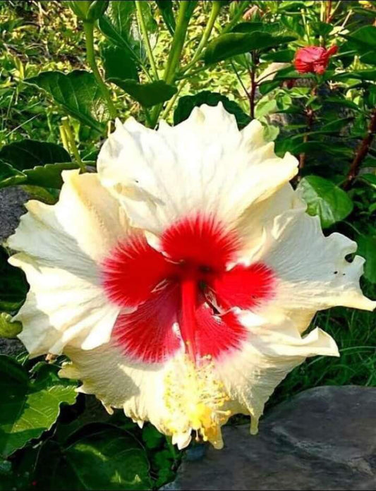 Seeds Hibiscus