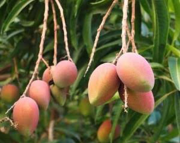 Seeds Amrapali Red