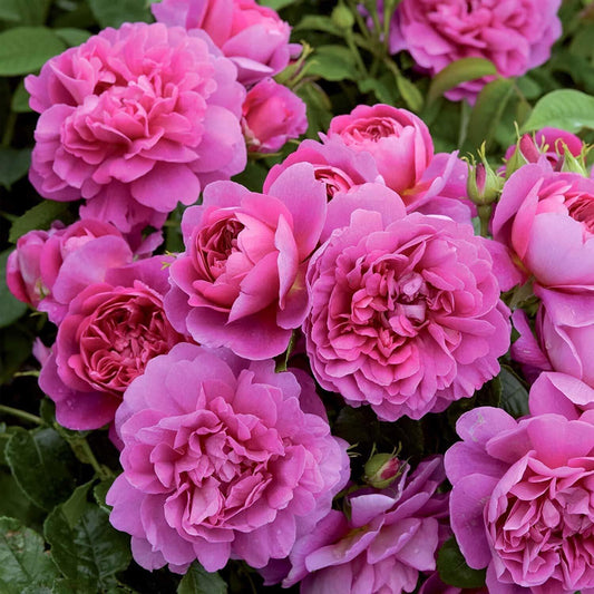 Seeds Hybrid Rose Plant