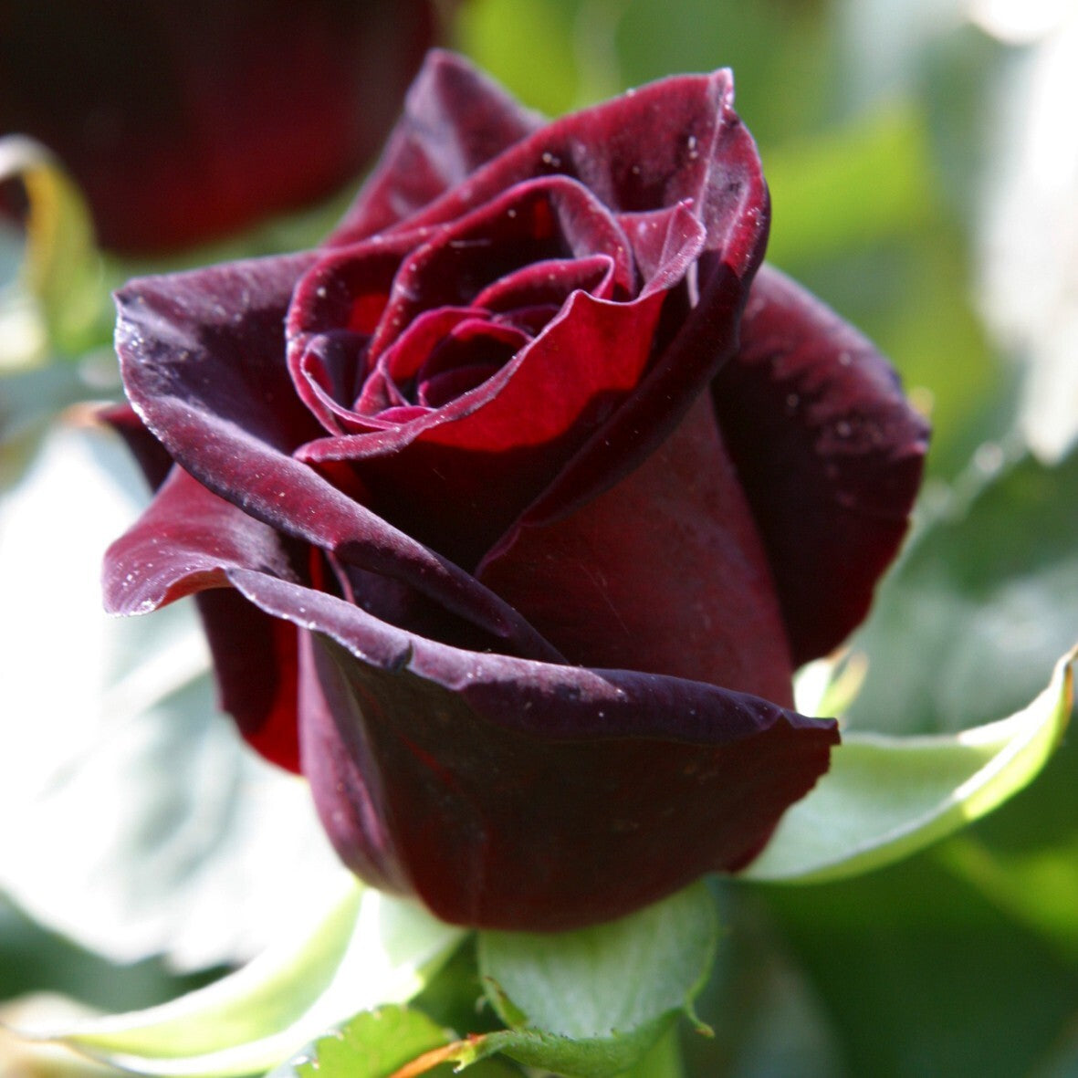 Seeds Dark Red Rose Plant Rosa Multiflora Perennial Fragrant