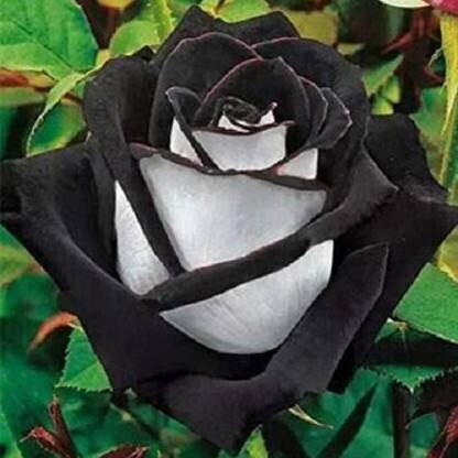 Seeds Rose Live Plant