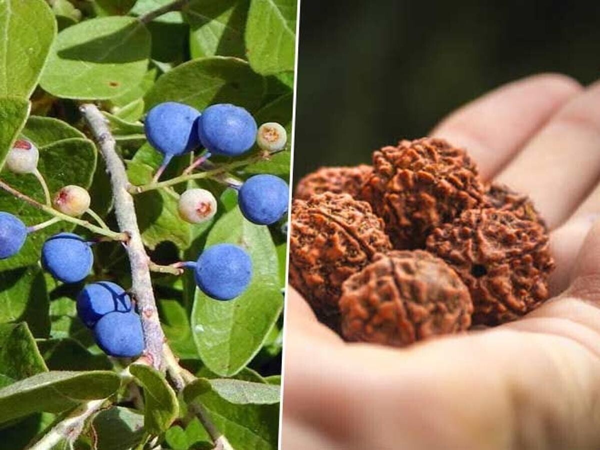 Seeds Rudraksha Plant