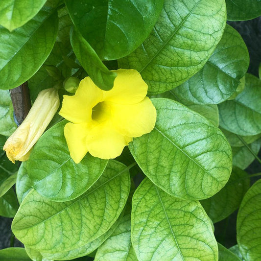 Seeds Allamanda Vines Live Flower Plant with Pot (Pack of 1)