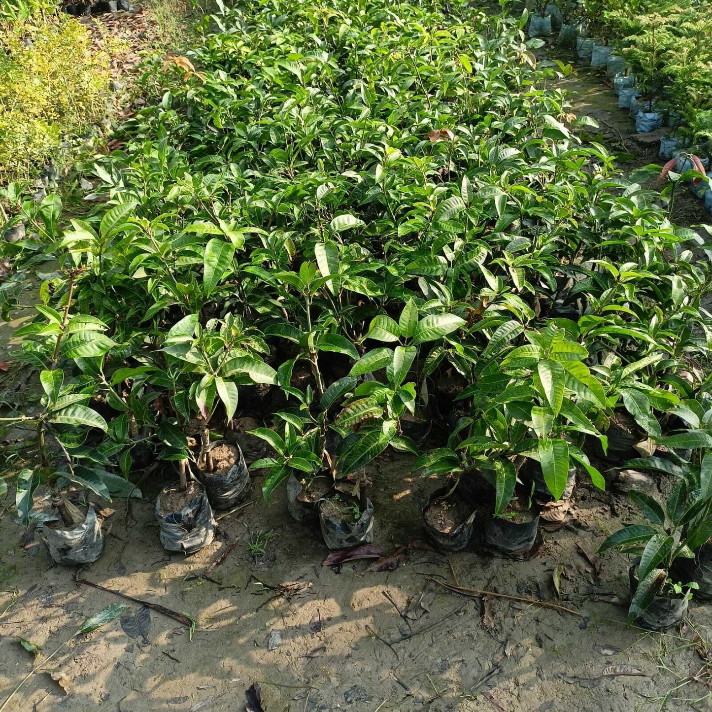 Seeds Mango Japanese Variety