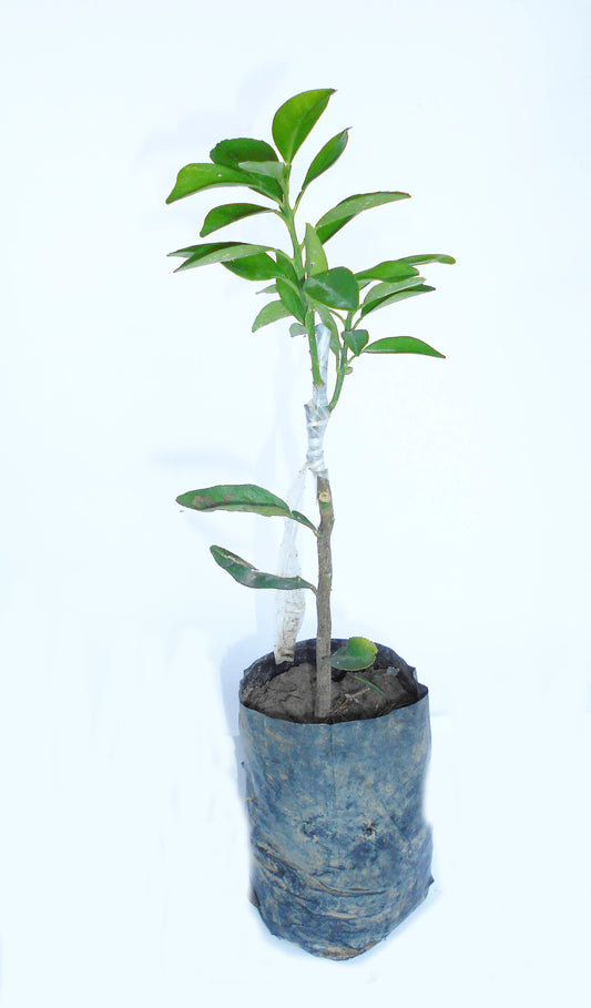 Seeds Nagpur Orange