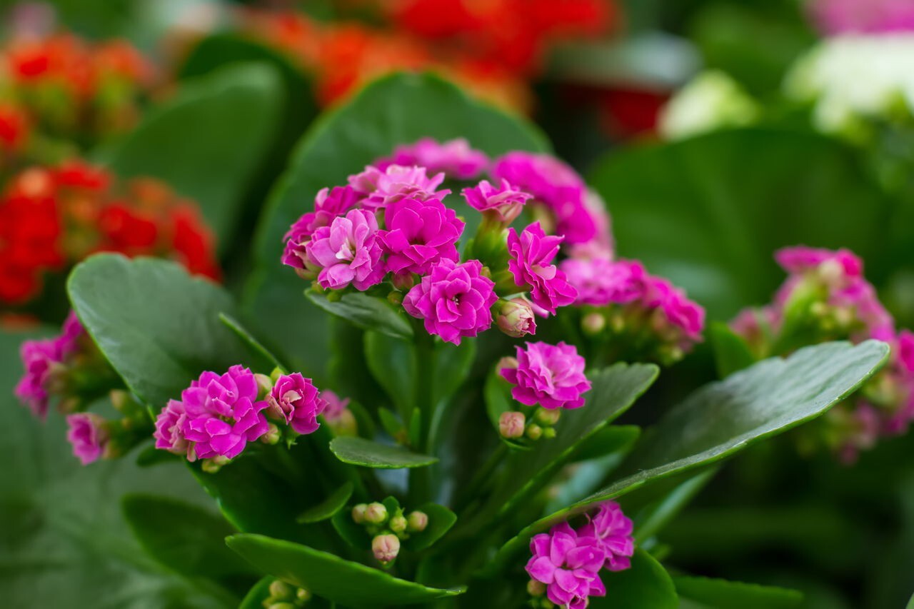 Seeds Kalanchoe Plant