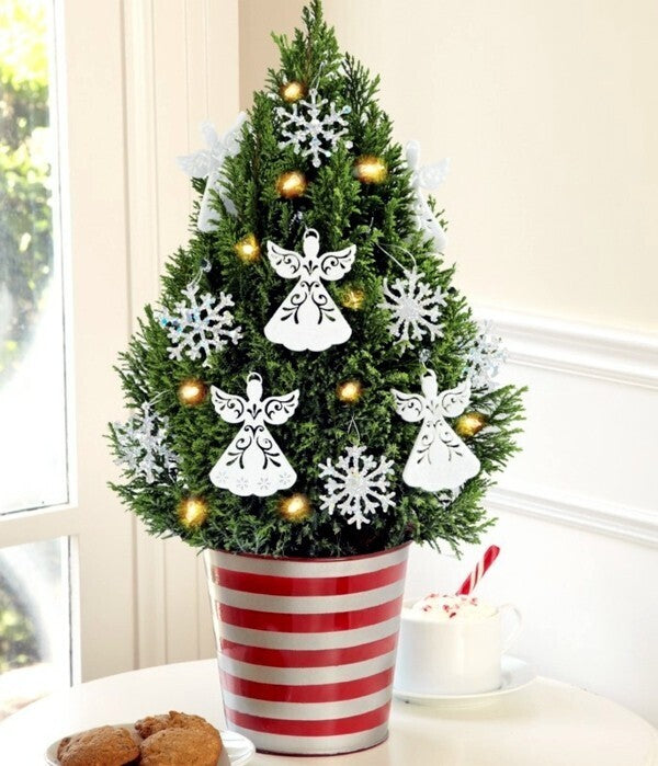Seeds Christmas Tree Plant (Norfolk Pine Tree)