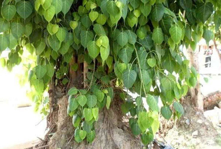 Seeds Backyard Planting Young Peepal/Sacred Fig Plant