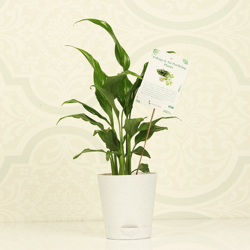 Seeds Lily Flower