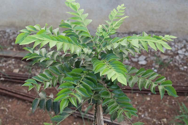 Seeds Curry Leaf Plant (Hybrid, Pack of 1)
