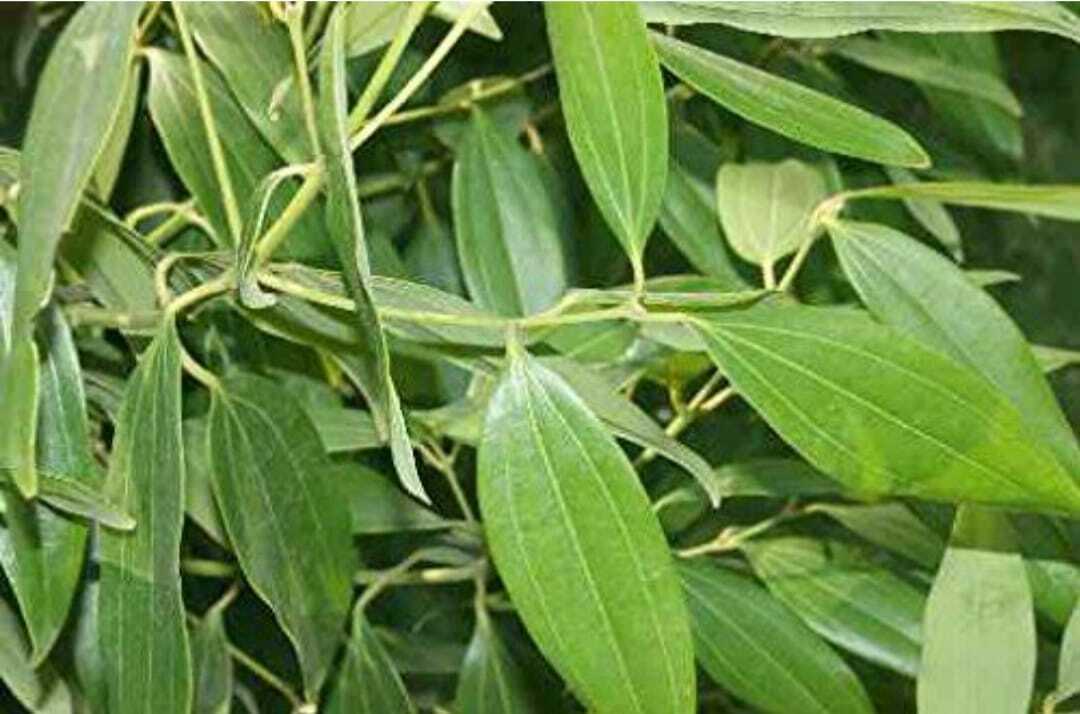 Seeds Tejpatta Plant