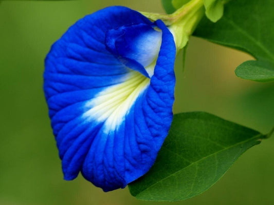 Seeds Live Yellow Agastya/ Aghastya/ Hummingbird/ Sesbania Grandiflora Medicinal Plants
