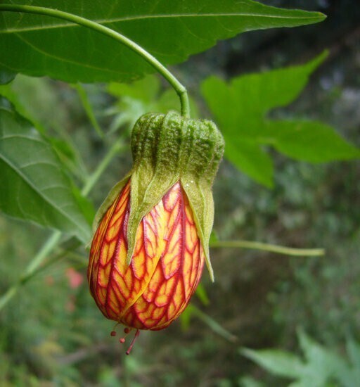 Seeds Lanthon Jaba
