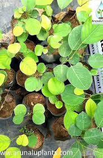 Seeds Red Chandan