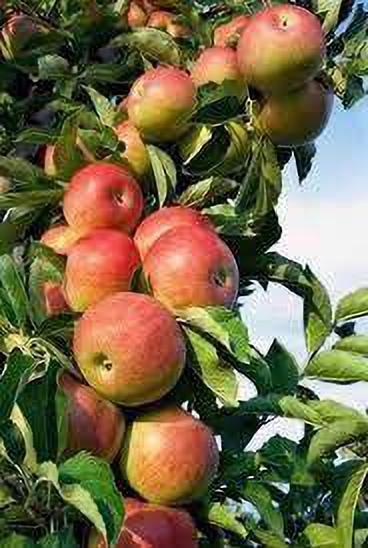 Seeds Apple Plant