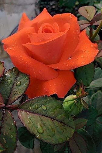 Seeds Orange Rose Plant