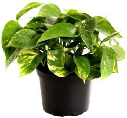 Seeds Good Luck Mony Plants