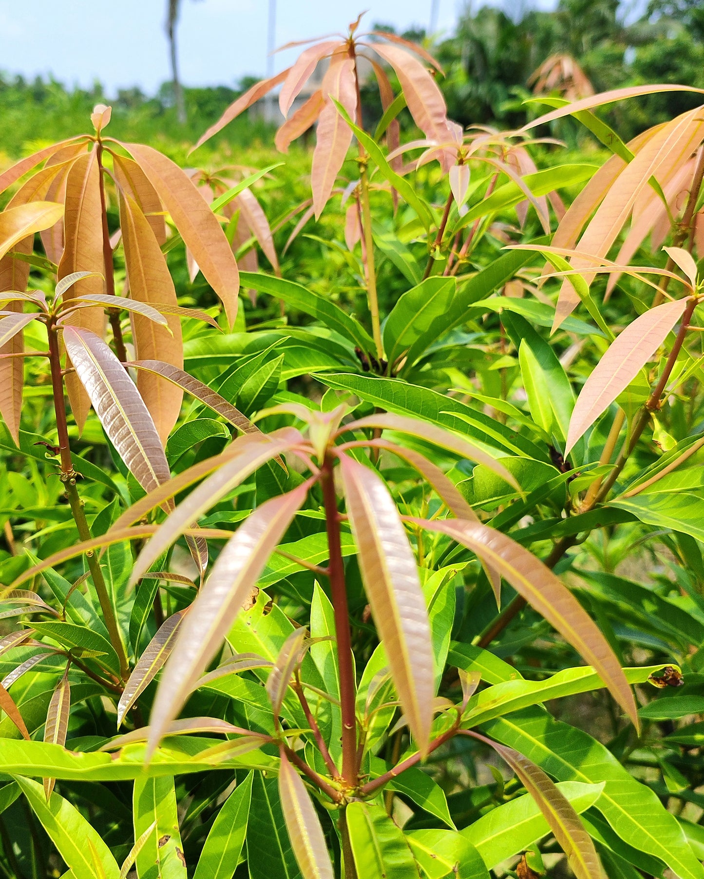 Seeds Mango Plant