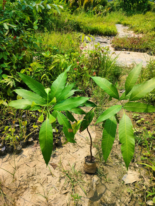 Seeds Gardens Rare Dwarf Malasian Red Mango Tree Grafted 1 Healthy Live Plants